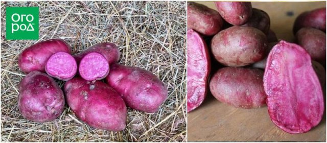 Самые яркие сорта картофеля: вкусно и красиво дача,картофель,овощи,сад и огород