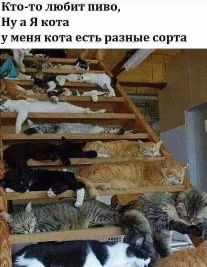 Эти непостижимые... коты? 