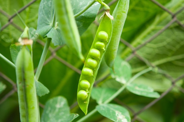 peas growing on the farm
