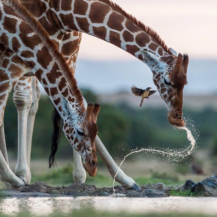 National Geographic выбрал лучшие фотографии в Инстаграме natgeo100contest