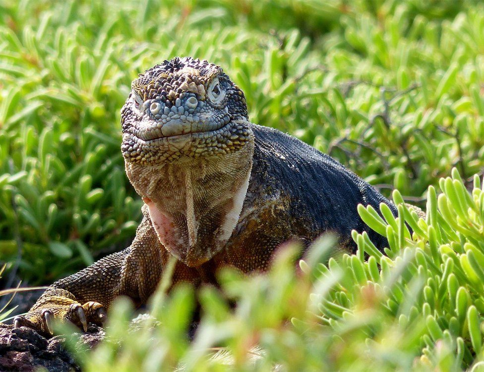 Победители фотоконкурса Galapagos Conservation Trust Photography Competition 2017