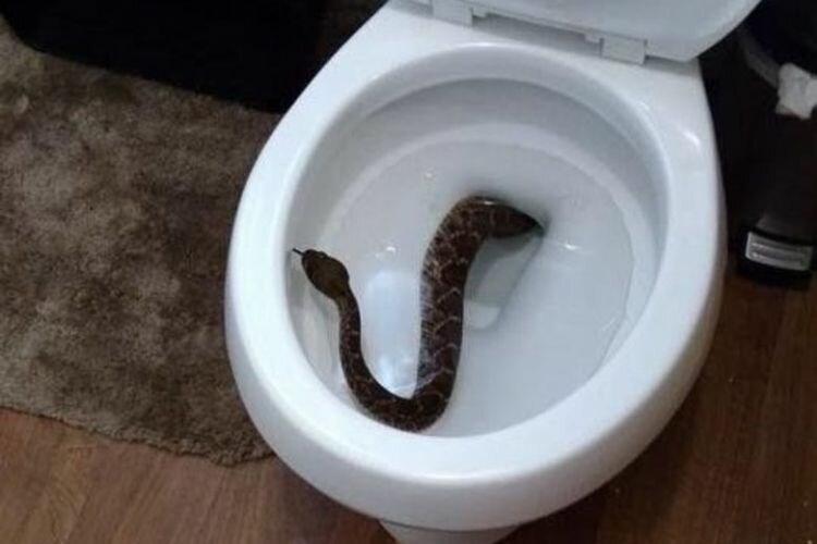 «Змея выползла из туалета, реальный случай»: возможна ли такая ситуация в крупных городах России и как обезопасить себя боязнь змей,герпетофобия,змеи,интересные факты,пермь,питон,россия