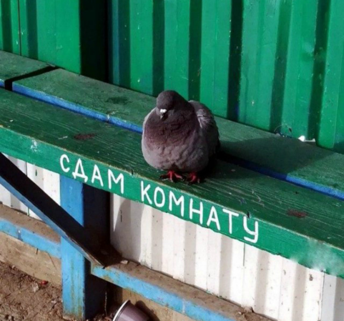 «Умом Россию не понять...» «Умом Россию не понять...»