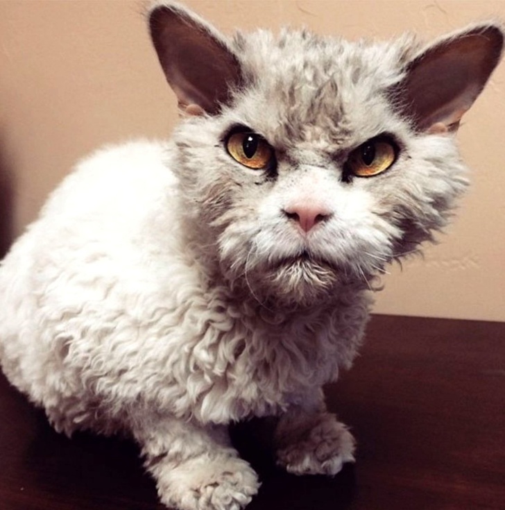 20 кошечек, которых будто нарисовали по заказам пользователей соцсетей, а потом оживили