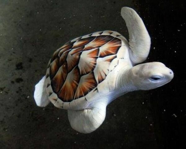 6. Морская черепаха альбиносы, животные, красота, окрас, цвет