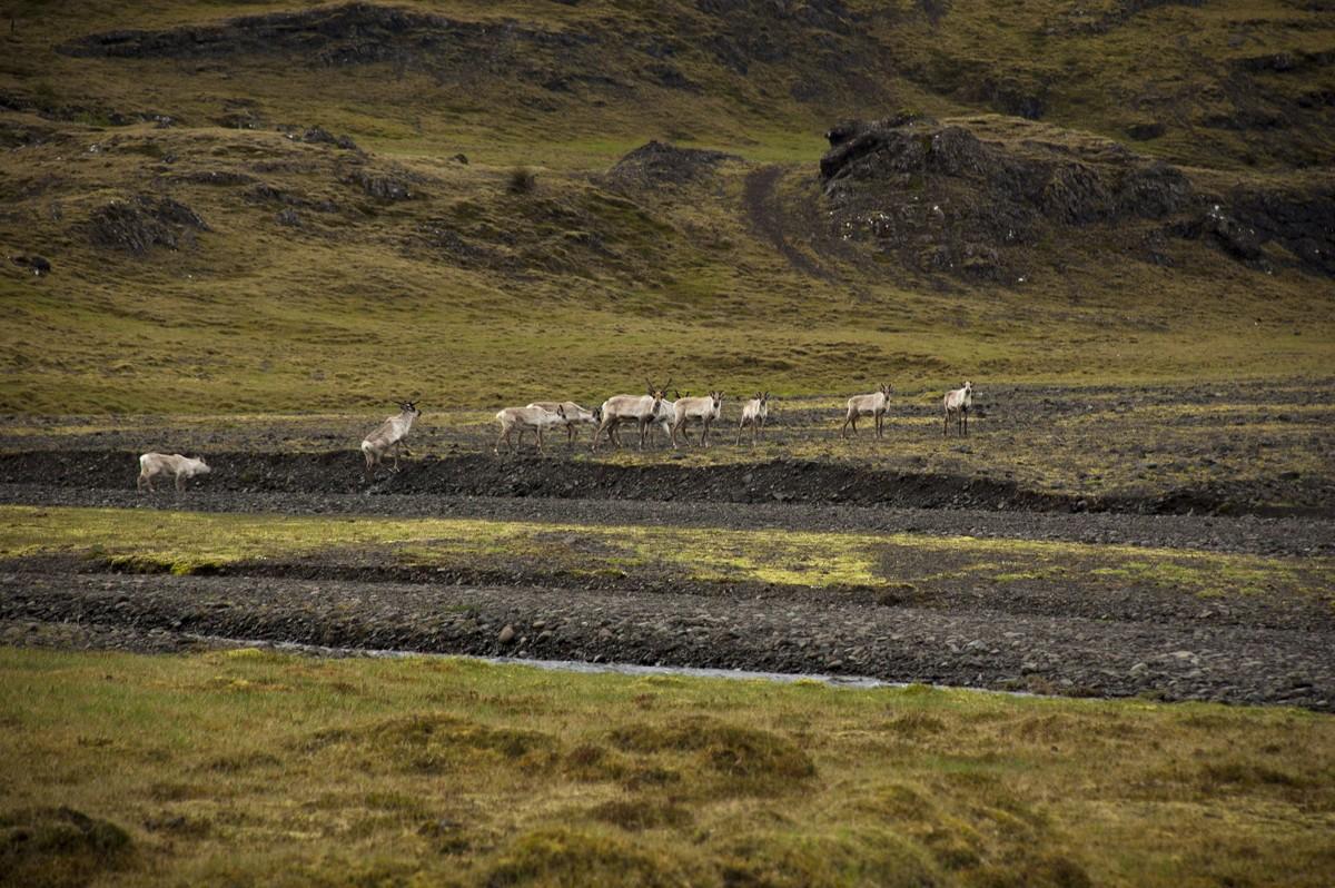 Вокруг Исландии за 7 дней Исландия,мир,самостоятельные путешествия,турист