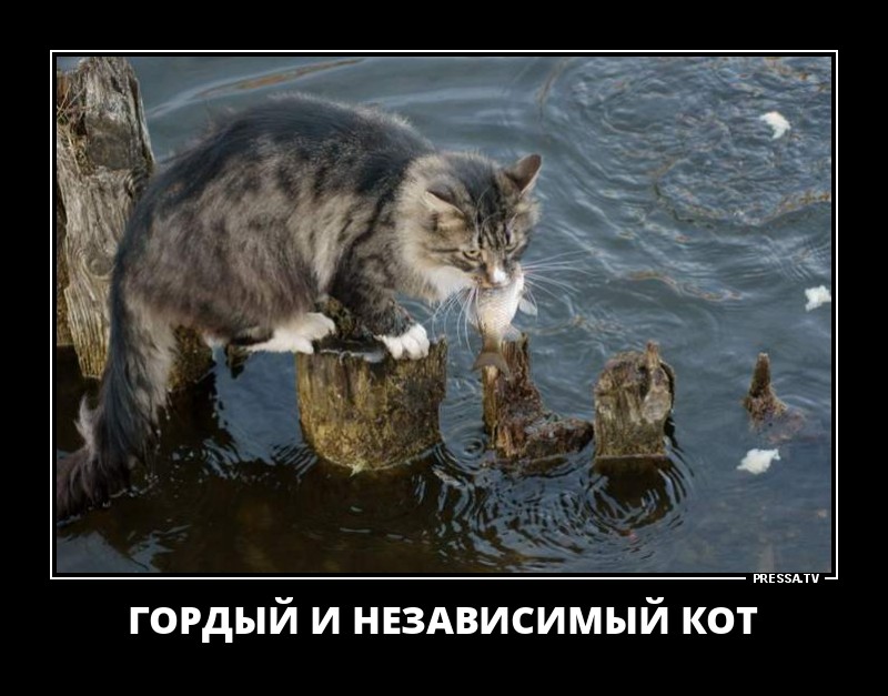 Смешные позитивные демотиваторы обо всем на свете для хорошего настроения