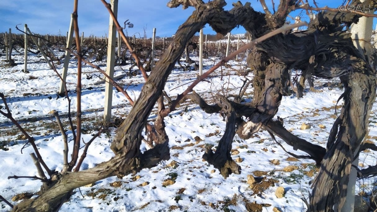 Специалист рассказал, смогут ли виноградники Крыма пережить аномальные холода