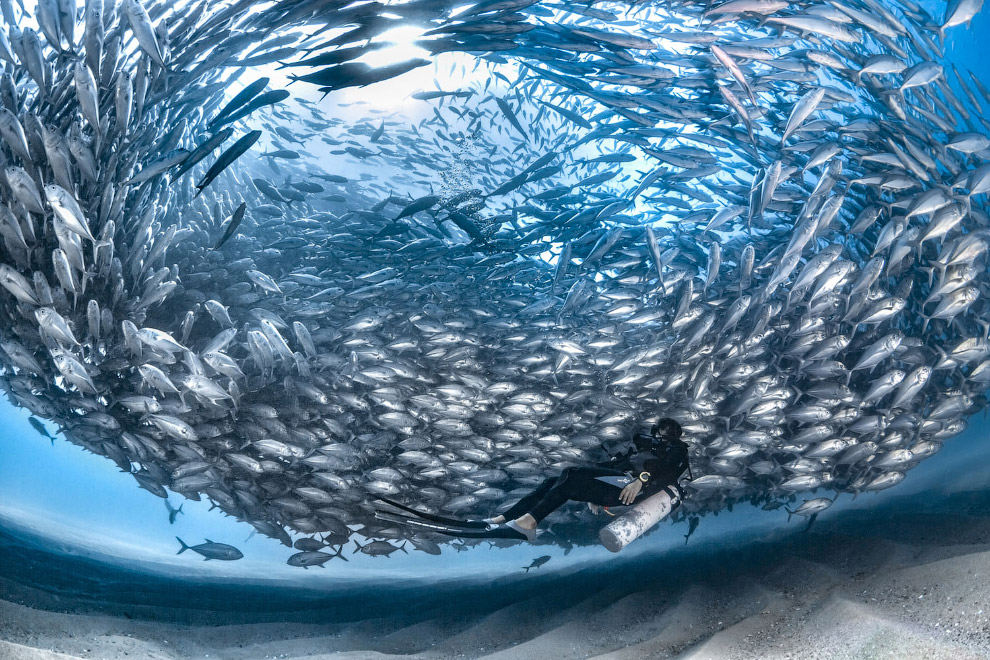 Ocean Art 2019 - конкурс подводной фотографии морских, длину, моллюсков, более, самых, тюлень, относятся, акула, Снимки, Канарские, острова, Испания, ЗапуталасьНазвание, «змеехвостки», смМорская, получили, своеобразный, способ, передвижения, когда