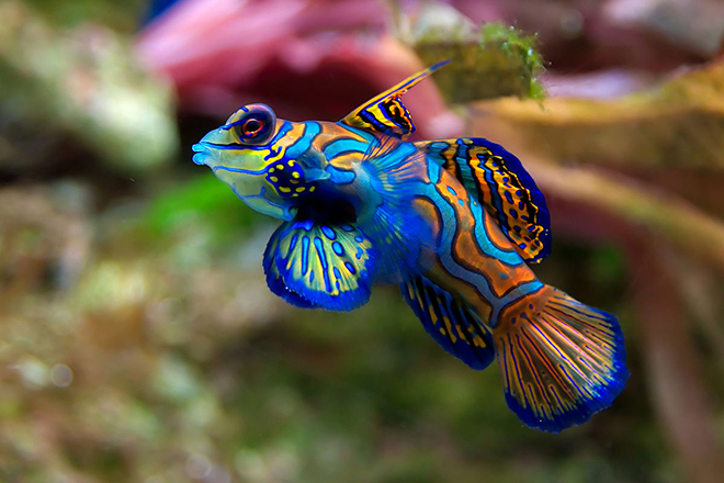 Самые красивые аквариумные рыбки аквариумные рыбки