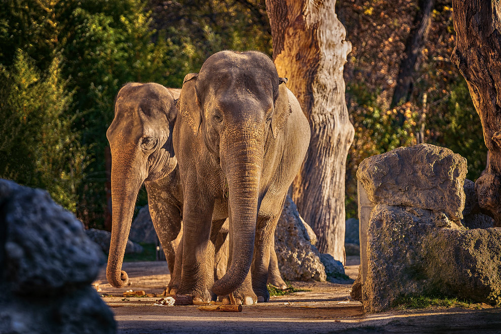 Интересные факты о слонах животные,интересное,интересные факты,познавательно,слоны