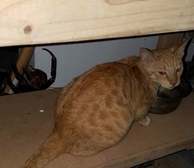 Кокосовый краб - огромный членистоногий монстр 