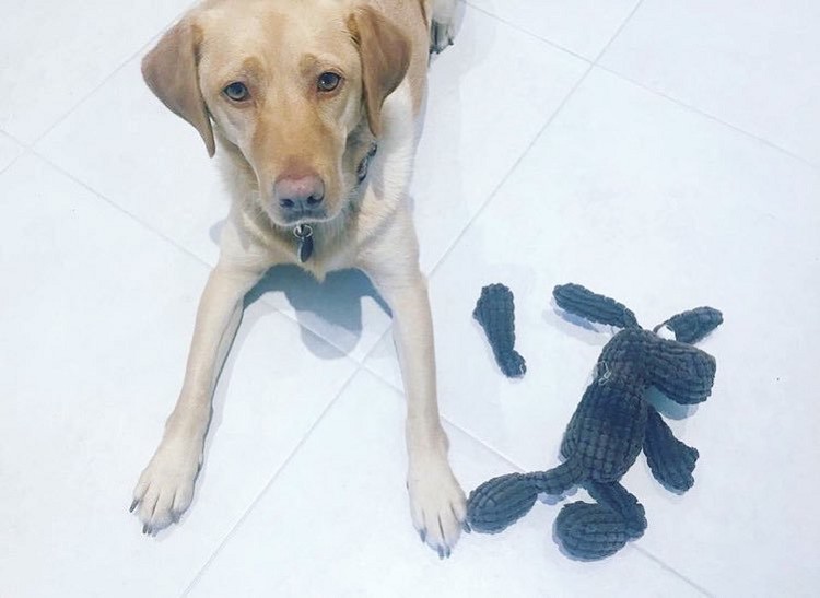 25 прелестных собак, которые очень сильно извиняются 25 прелестных собак, которые очень сильно извиняются