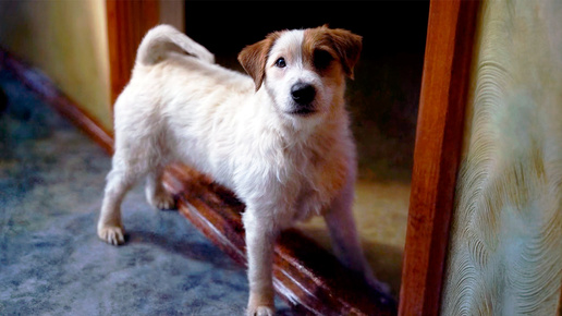 Джек — хранитель семьи