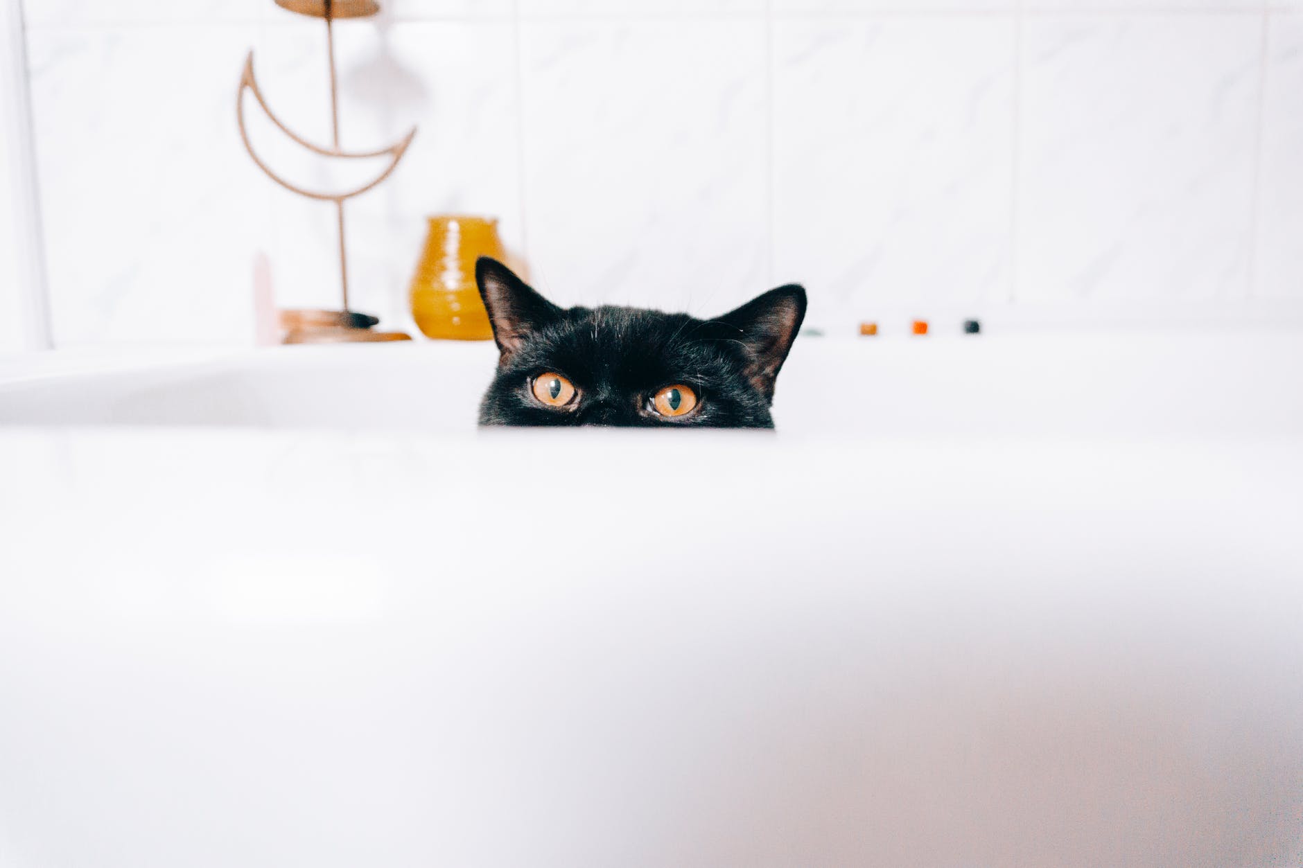кошка в ванной