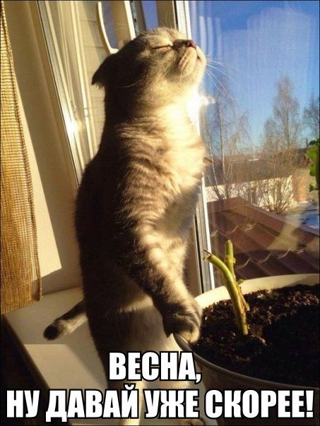 Солянка из веселых картинок и фотографий с надписью 