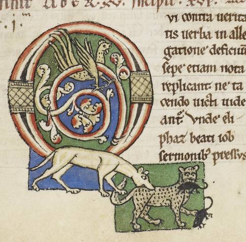 Кошки в Средние века Кошки в Средние века история