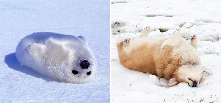 20 доказательств того, что тюлени это собаки подводного мира