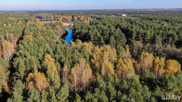 Запреты и ограничения на посещение лесов действуют в 81 районе Беларуси.