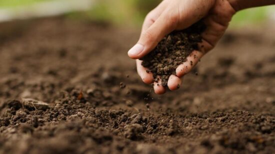 Эликсир плодородия: какими крупами удобрять почву, чтобы собрать урожай всем на зависть