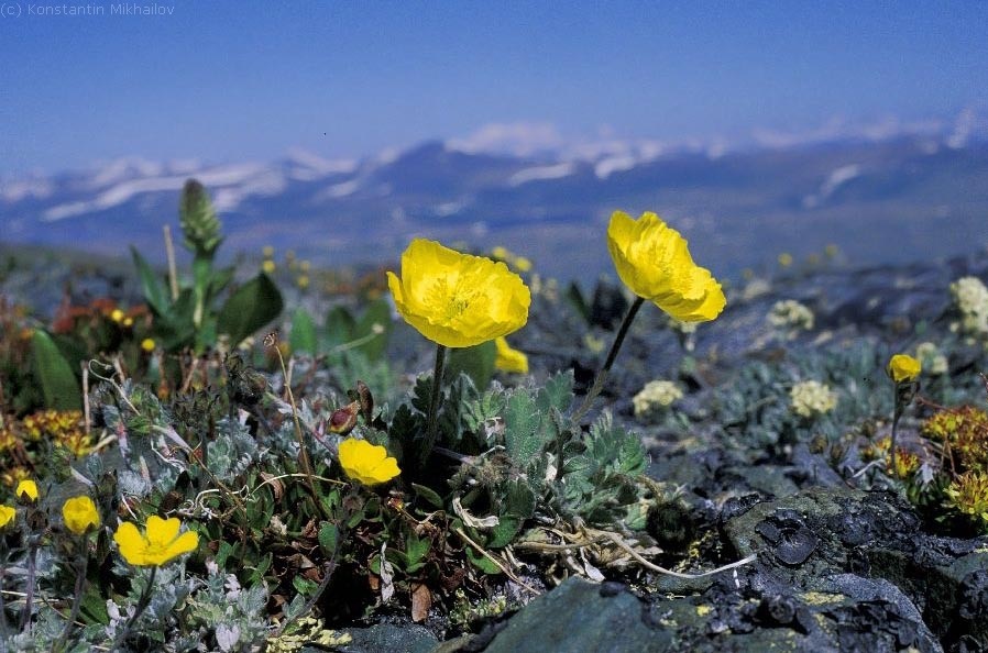 Ð¯ÑÐºÐ¾ Ð¶ÐµÐ»ÑÑÐ¹