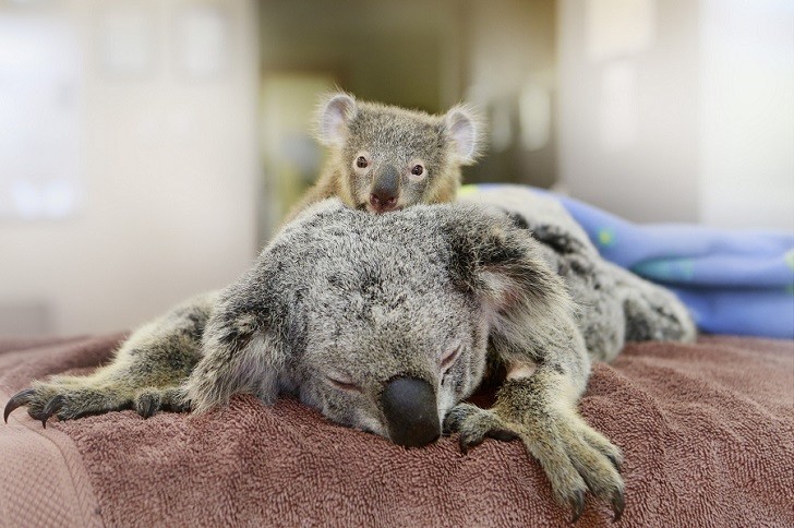 Малыш коала не отходил от матери во время операции Любовь, животные, коала, милота, операция