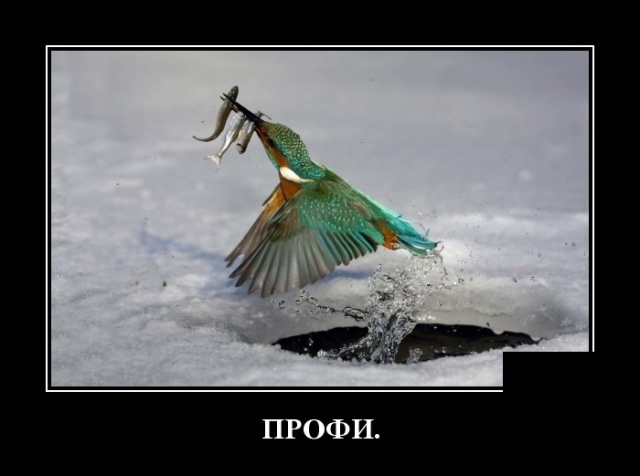 Демотиваторы 11 февраля 