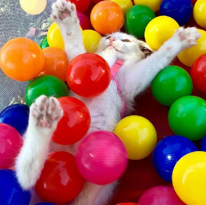 Кошка играет 