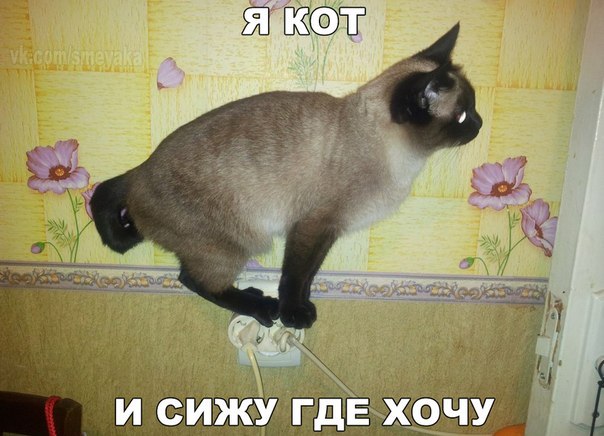 Позитивные и смешные картинки с надписью со смыслом