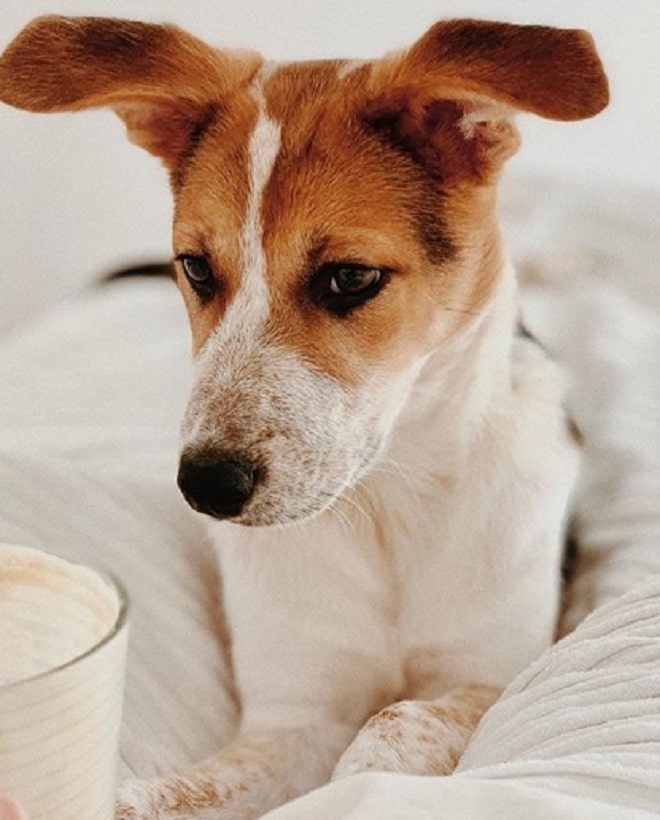 Собака в кровати