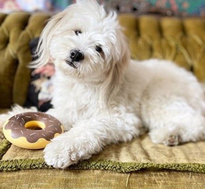 Пес на диване