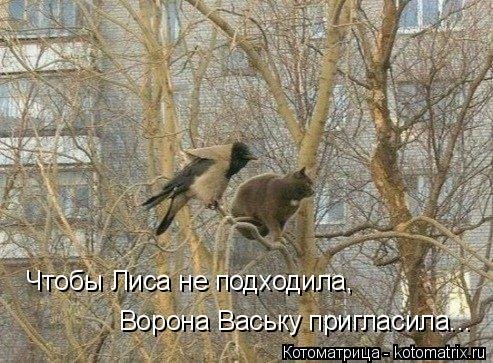 Новая котоматрица на выходные Новая котоматрица на выходные