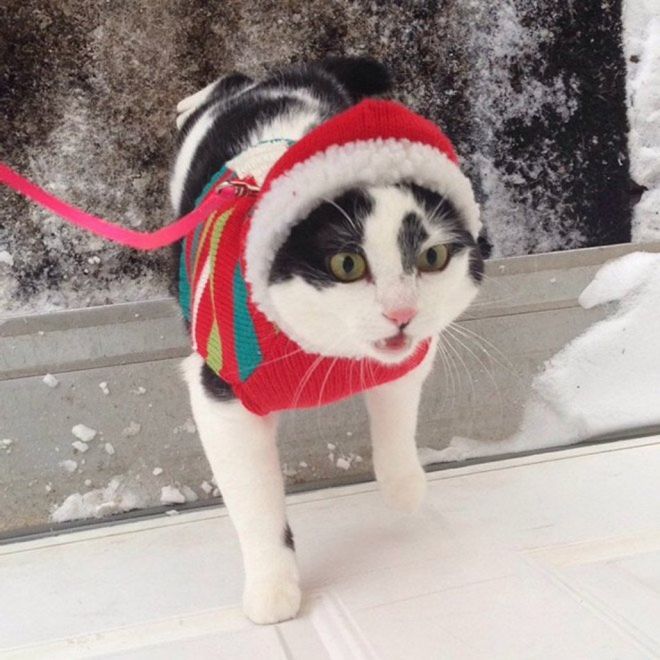 черно-белый кот в красной шапке на поводке