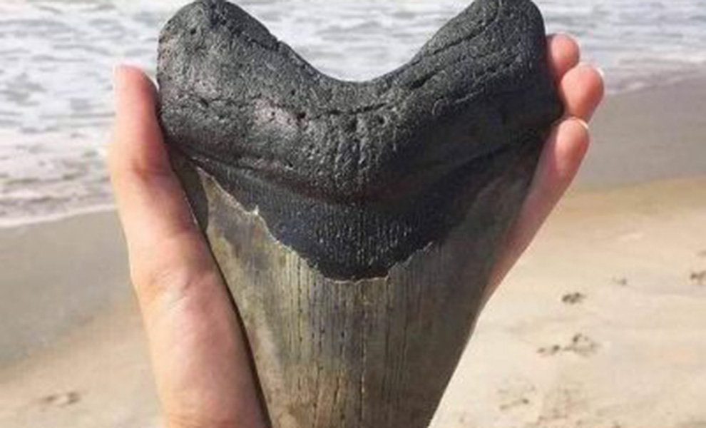 Девочка нашла на пляже скребок размером с руку. Оказалось, это зуб мегалодона, который жил 6 миллионов лет назад скребок, самом, предмет, размерам, настораживает, Несколько, около, весил, длину, метров, достигал, обладатель, Играя по, заливаСудя, Словно, отшлифовала, просто, сочтя, находке, значение