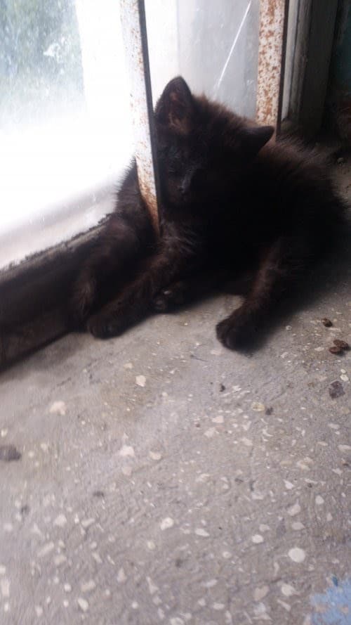 котенок в подъезде