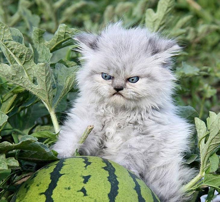 Животные, которые буквально переполнены гневом 