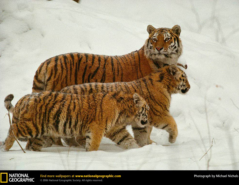 Самые большие кошки