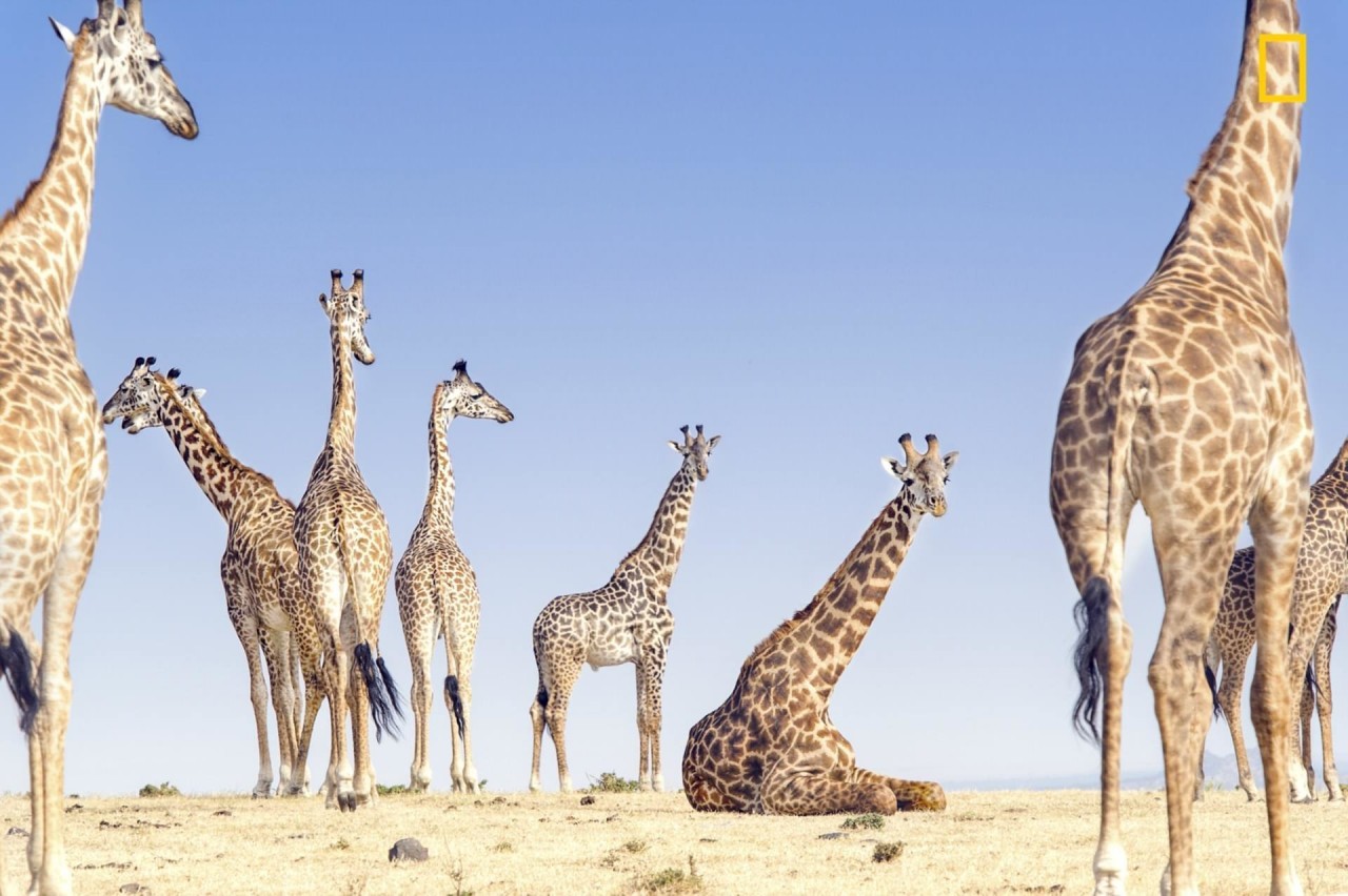 Лейнани Йосайтис. Жирафы неподалеку от кратера Нгоронгоро (Танзания) National Geographic Traveler, national geograhic, national geograhic magazine, животные, лучшие фотографии, пейзажи, природа, фотоконкурс