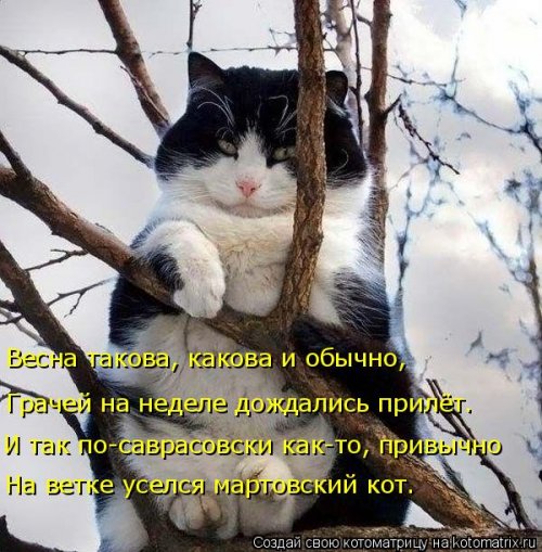 Новая котоматрица на выходные Новая котоматрица на выходные