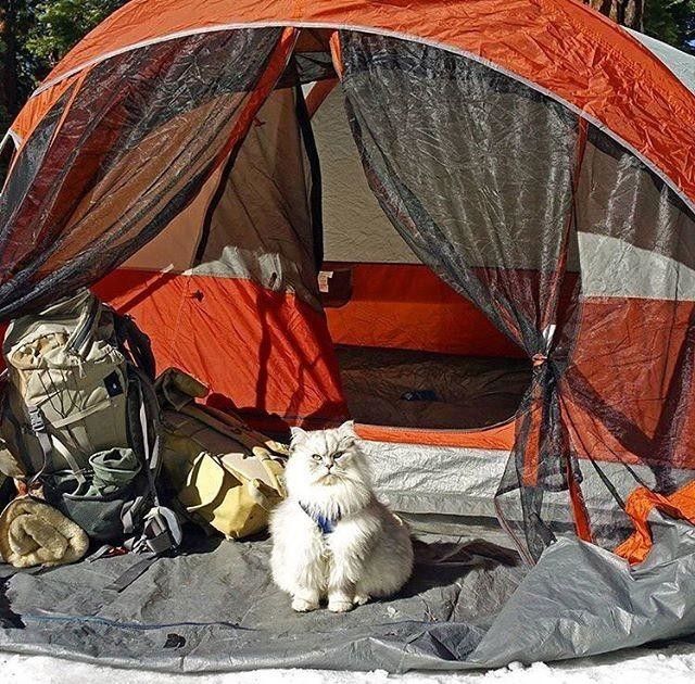 Как путешествуют коты  Многие, именно, Вообщем, каноэ…, горах, палатках, расстаются, хозяева, котовпутешественников, взглянуть, предлагает, campingwithcats, инстаграм, аккаунт, созданиям Интересный, пушистым, посвящён, путешествуют, будет, кошек