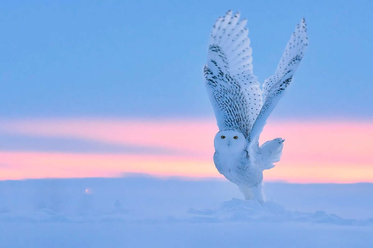 Белая  сова – самая большая птица в тундре. За оперение, которое прекрасно маскирует сову на снегу, якуты зовут ее «снежной бабушкой» © Тибор Керц