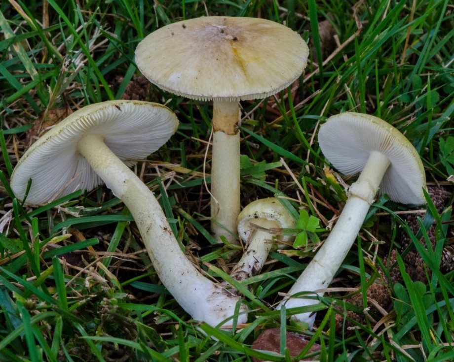 50 интересных фактов о грибах грибы,интересное,факты