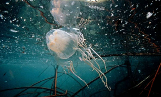 Невидимая медуза в океане: людей спасает только когда они купаются в одежде Квинсленда, заходят, Австралийские, создание, медузы, щупальцах, выяснил, исследования, После, невидимости, полной, прозрачное, увидел, необычное, расположены, лампуФлекер, ультрафиолетовую, аквариумом, включил, ответ