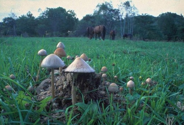 «Если меня арестуют, я начну в суде «войну экскрементов». Идзава Масана — эко-философ, который 45 лет какает только на природе Масана, Идзава, парках, которая, природе, фотографирует, дефекации, места, часто, испражняться, действовать, около, ходит, отходов, больше, когда, ходить, родной, грибы, префектуры