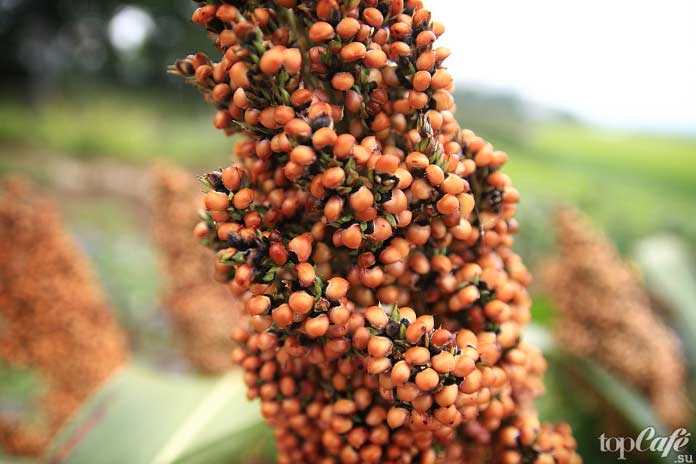 10 вирусов, которые полезны для человека: Просо. CC0