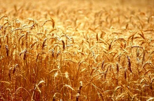 Хлеб или яд? пшеница, говорит, говорю, зерна, зерно, словам, сейчас, пшеницу, полезно, здоровья, рассказывает, людей, Девис, потеряли, потому, килограмм, Девиса, продуктов, содержащих, авокадо