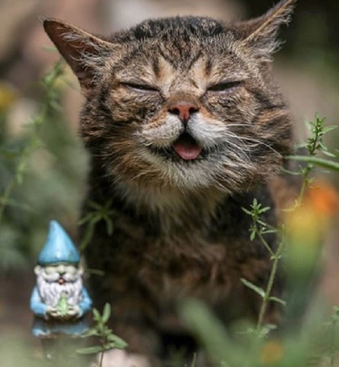 Счастливая кошечка