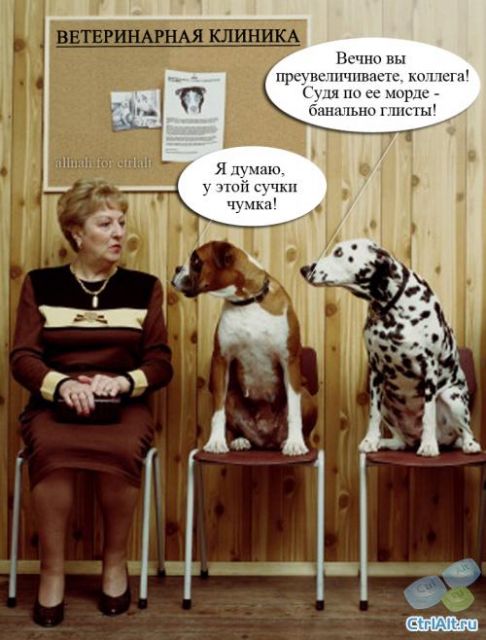 Ветеринары картинки приколы