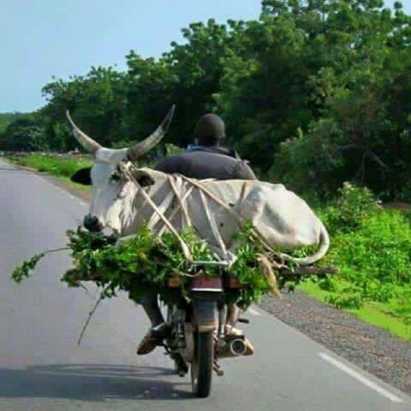 Ещё люди частенько перевозят своих домашних животных. И не каких-нибудь там кошечек или собачек… автомобили, грузы, дорога, прикол, юмор