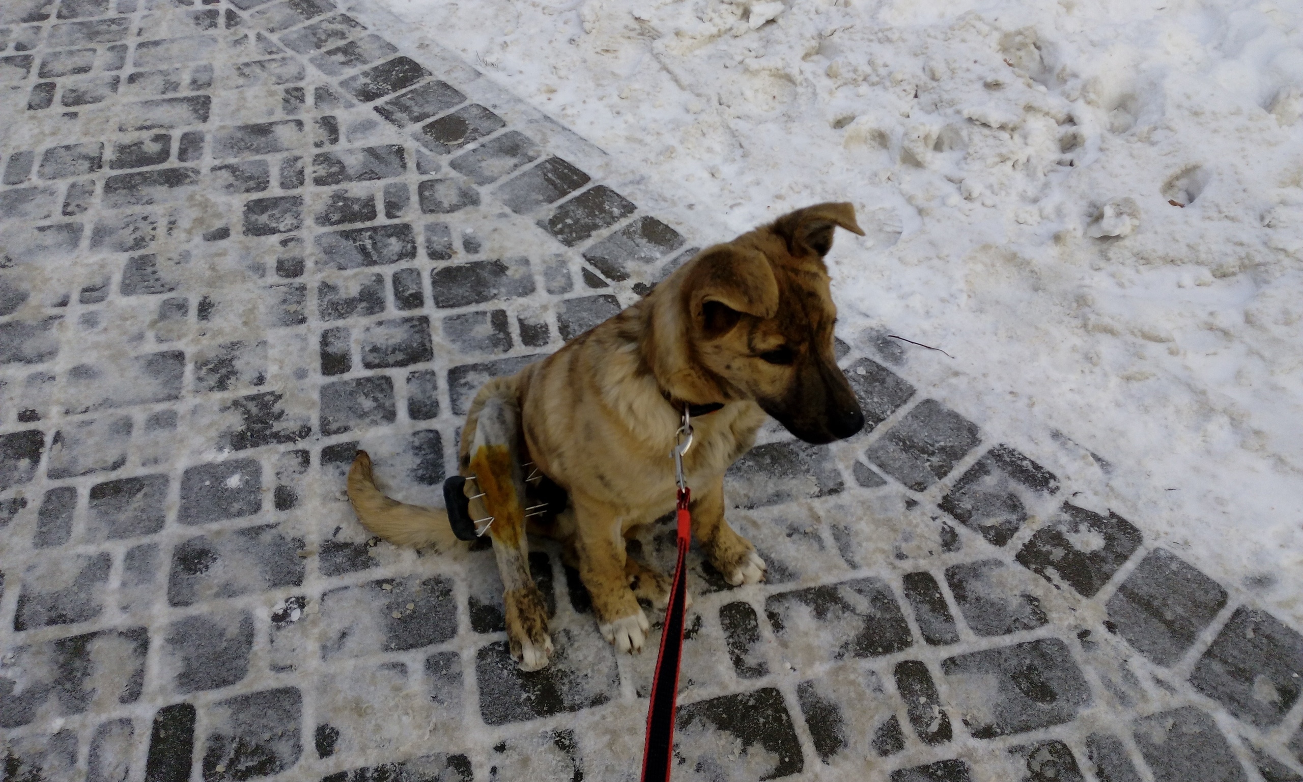 собака на прогулке